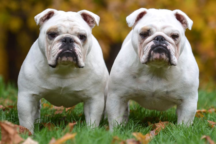 Duplicate content - twee dezelfde honden